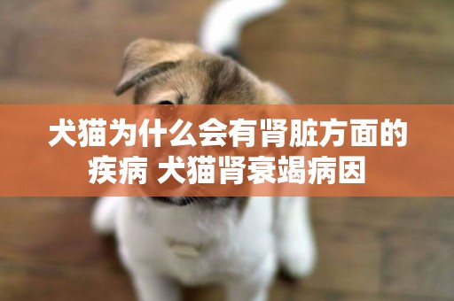 犬貓為什么會有腎臟方面的疾病 犬貓腎衰竭病因