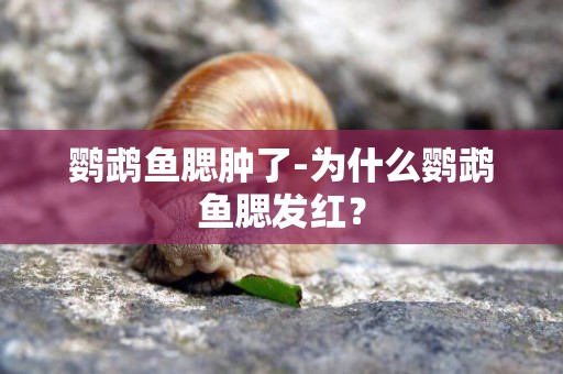 鸚鵡魚腮腫了-為什么鸚鵡魚腮發紅？