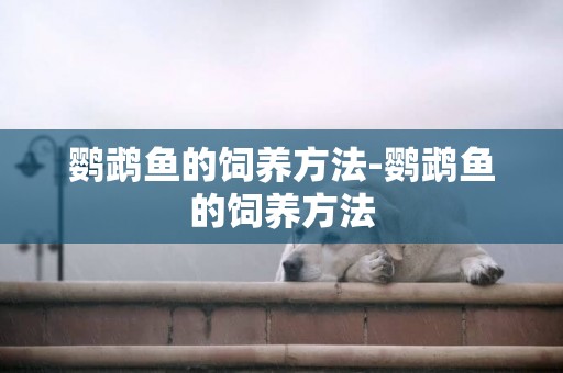 鸚鵡魚的飼養方法-鸚鵡魚的飼養方法