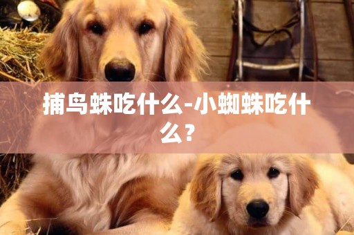 捕鳥蛛吃什么-小蜘蛛吃什么？