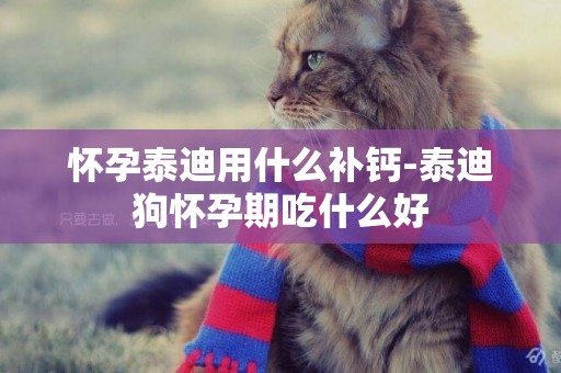懷孕泰迪用什么補鈣-泰迪狗懷孕期吃什么好