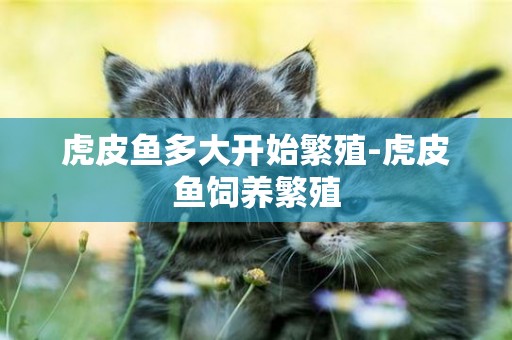 虎皮魚多大開始繁殖-虎皮魚飼養繁殖