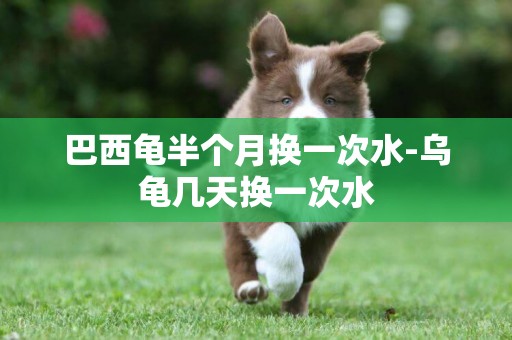 巴西龜半個月換一次水-烏龜幾天換一次水