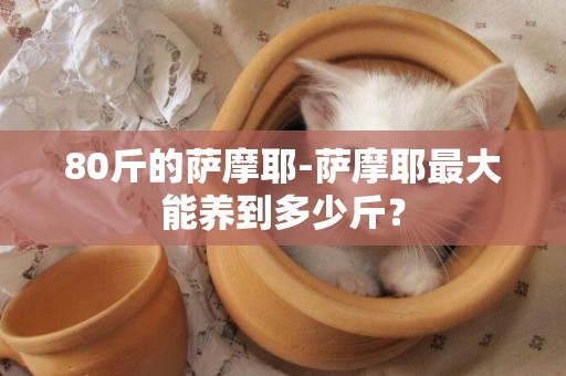 80斤的薩摩耶-薩摩耶最大能養到多少斤？