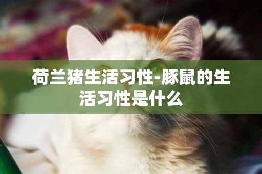 荷蘭豬生活習性-豚鼠的生活習性是什么