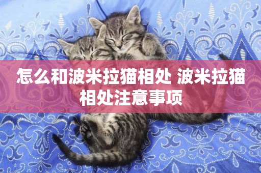 怎么和波米拉貓相處 波米拉貓相處注意事項