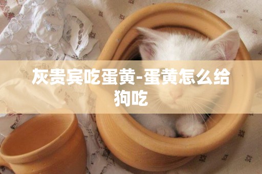 灰貴賓吃蛋黃-蛋黃怎么給狗吃