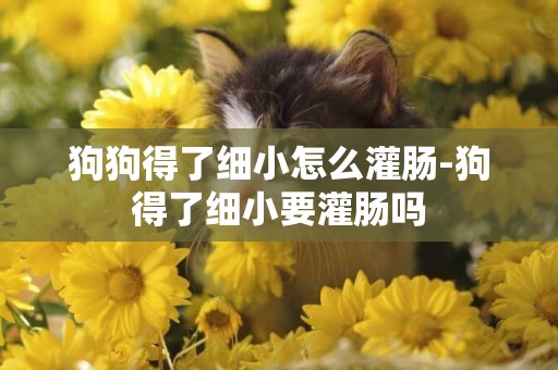 狗狗得了細小怎么灌腸-狗得了細小要灌腸嗎