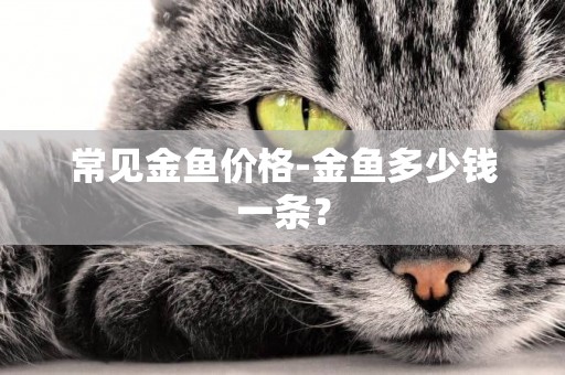 常見金魚價格-金魚多少錢一條？