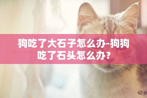 狗吃了大石子怎么辦-狗狗吃了石頭怎么辦？