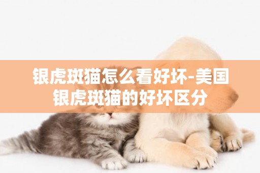 銀虎斑貓怎么看好壞-美國銀虎斑貓的好壞區分