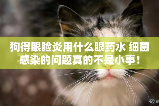 狗得眼瞼炎用什么眼藥水 細菌感染的問題真的不是小事！
