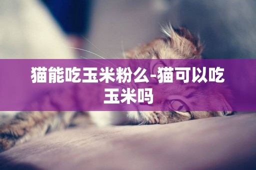 貓能吃玉米粉么-貓可以吃玉米嗎