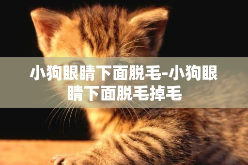 小狗眼睛下面脫毛-小狗眼睛下面脫毛掉毛