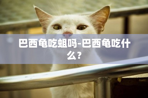 巴西龜吃蛆嗎-巴西龜吃什么？