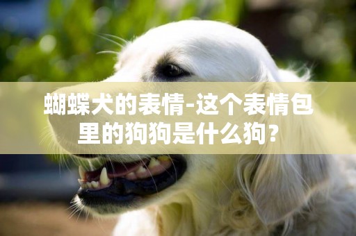 蝴蝶犬的表情-這個表情包里的狗狗是什么狗？