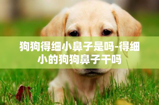 狗狗得細小鼻子是嗎-得細小的狗狗鼻子干嗎