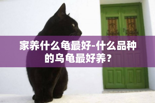 家養什么龜最好-什么品種的烏龜最好養？