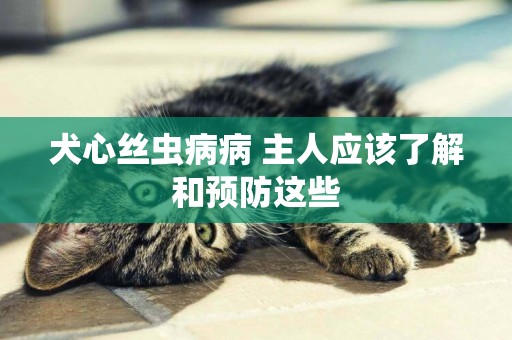 犬心絲蟲病病 主人應該了解和預防這些