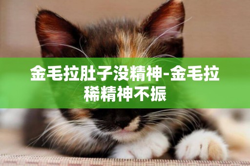 金毛拉肚子沒精神-金毛拉稀精神不振
