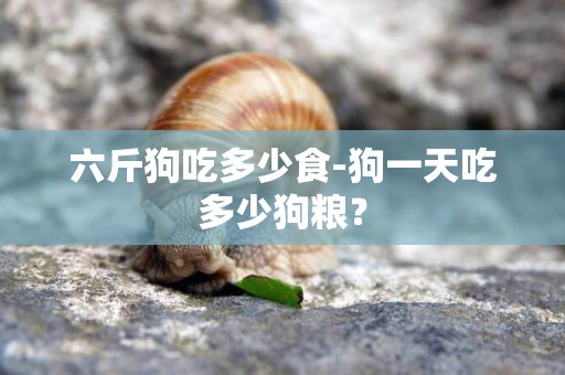 六斤狗吃多少食-狗一天吃多少狗糧？