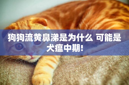 狗狗流黃鼻涕是為什么 可能是犬瘟中期!