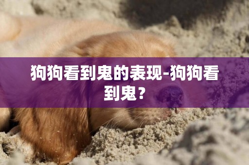 狗狗看到鬼的表現-狗狗看到鬼？