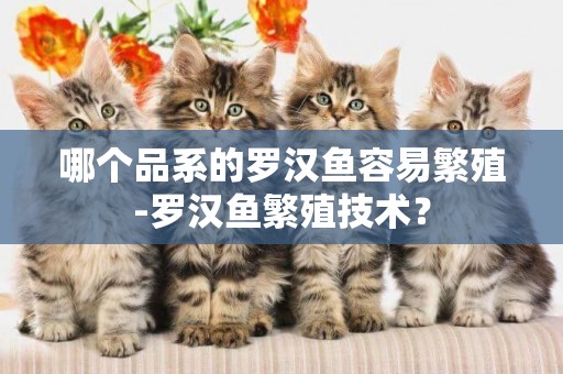 哪個品系的羅漢魚容易繁殖-羅漢魚繁殖技術？