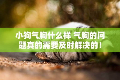 小狗氣胸什么樣 氣胸的問題真的需要及時解決的！