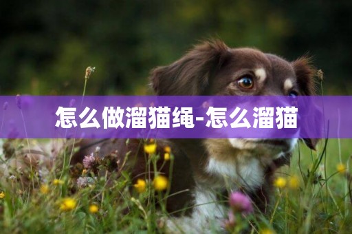 怎么做溜貓繩-怎么溜貓