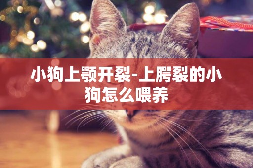 小狗上顎開裂-上腭裂的小狗怎么喂養