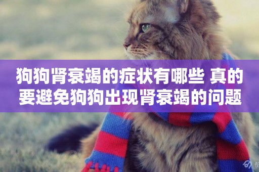 狗狗腎衰竭的癥狀有哪些 真的要避免狗狗出現腎衰竭的問題