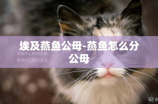 埃及燕魚公母-燕魚怎么分公母