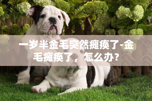 一歲半金毛突然癱瘓了-金毛癱瘓了，怎么辦？