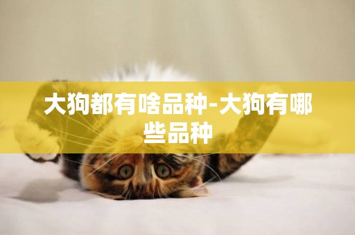 大狗都有啥品種-大狗有哪些品種