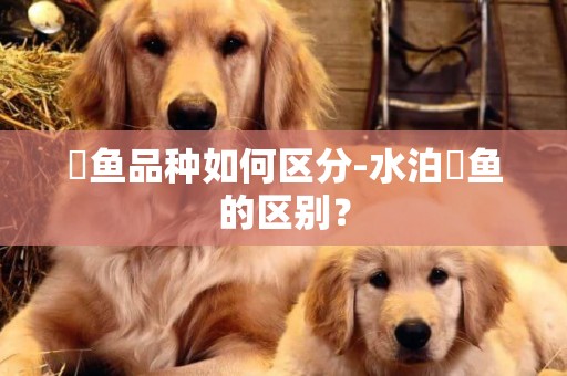 魟魚品種如何區分-水泊魟魚的區別？