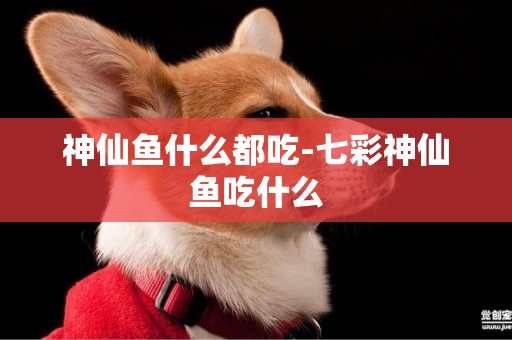 神仙魚什么都吃-七彩神仙魚吃什么