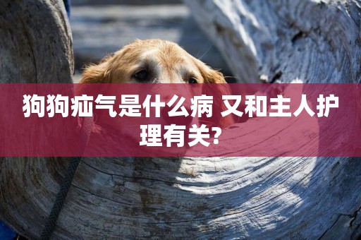 狗狗疝氣是什么病 又和主人護理有關?