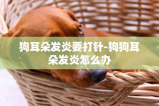 狗耳朵發炎要打針-狗狗耳朵發炎怎么辦