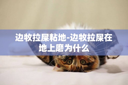 邊牧拉屎粘地-邊牧拉屎在地上磨為什么