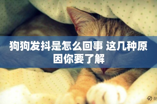 狗狗發抖是怎么回事 這幾種原因你要了解