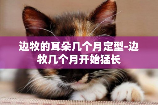 邊牧的耳朵幾個月定型-邊牧幾個月開始猛長