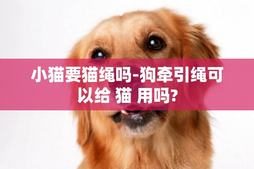 小貓要貓繩嗎-狗牽引繩可以給 貓 用嗎?