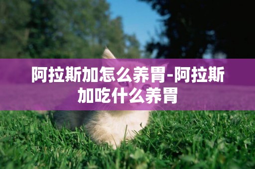 阿拉斯加怎么養胃-阿拉斯加吃什么養胃