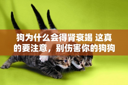 狗為什么會得腎衰竭 這真的要注意，別傷害你的狗狗了！