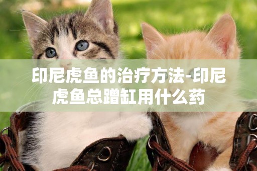印尼虎魚的治療方法-印尼虎魚總蹭缸用什么藥