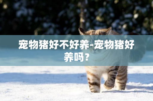寵物豬好不好養-寵物豬好養嗎？