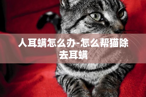 人耳螨怎么辦-怎么幫貓除去耳螨