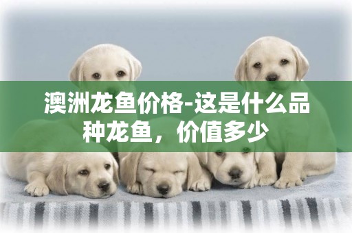 澳洲龍魚價格-這是什么品種龍魚，價值多少