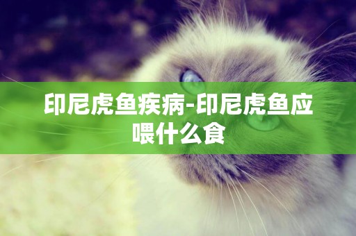 印尼虎魚疾病-印尼虎魚應喂什么食